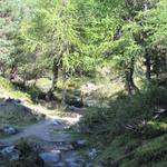 eine Waldlichtung im wild romantischem Teiffe Wald. Es fehlen nur noch Gnomen und Wichteln