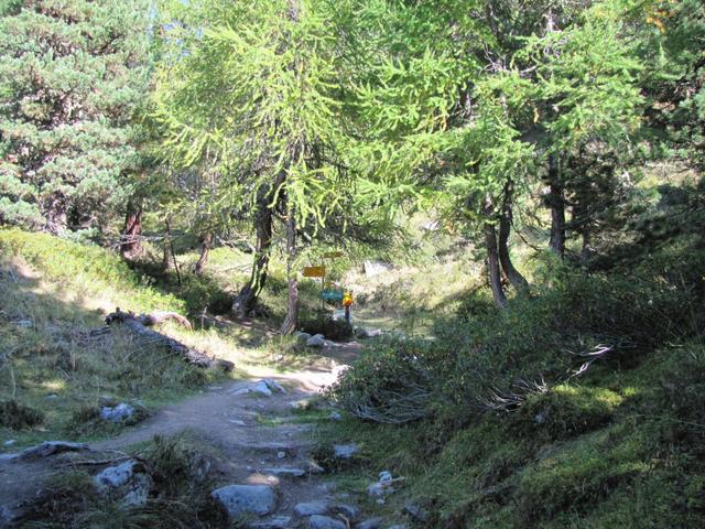 eine Waldlichtung im wild romantischem Teiffe Wald. Es fehlen nur noch Gnomen und Wichteln