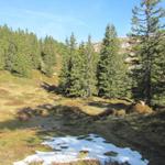 der Weg führt durch einen kleinen Tannenwald