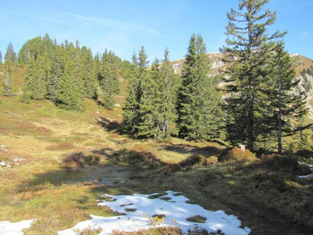 der Weg führt durch einen kleinen Tannenwald