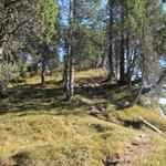 jetzt geht es durch einen Kiefernwald steil aufwärts