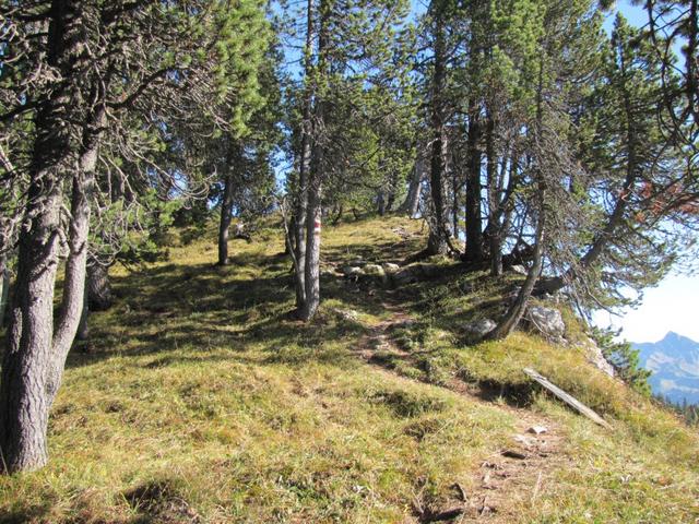 jetzt geht es durch einen Kiefernwald steil aufwärts