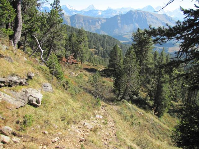 durch Tannen- und Kieferwälder führt uns der schöne Wanderweg nun zu Punkt 1805 m.ü.M.