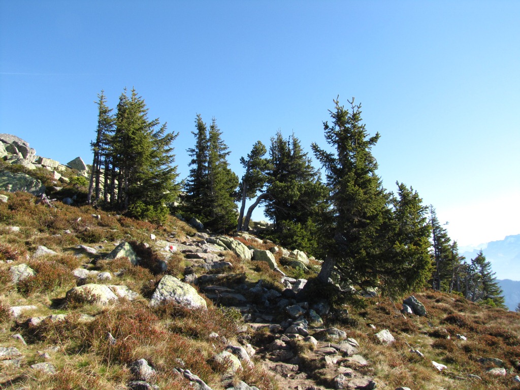 durch einen kleinen Föhrenwald führt der Weg zum Burgfeldstand