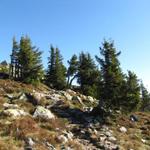 durch einen kleinen Föhrenwald führt der Weg zum Burgfeldstand