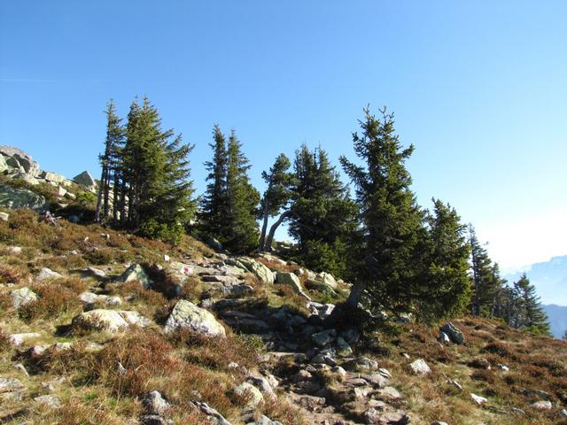 durch einen kleinen Föhrenwald führt der Weg zum Burgfeldstand