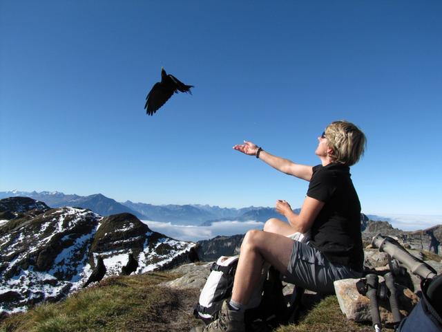 während der Pause auf dem Gemmenalphorn, füttert Mäusi die Bergdohlen