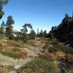 bei Punkt 1800 m.ü.M. geht es über eine schöne Moorlandschaft