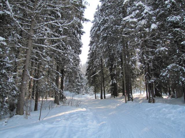 bei Erlenblätz geht es durch den Wald