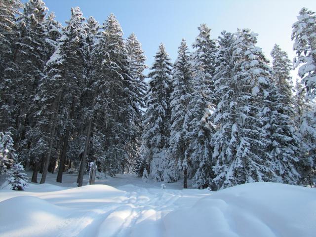 tief verschneiten Wald zu laufen