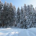 tief verschneiten Wald zu laufen