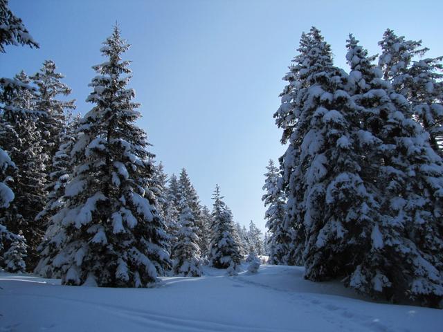 der Schneeschutrail ist gut gekennzeichnet