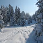 auf dieser Schneeschuhtour haben wir jeden Schritt genossen