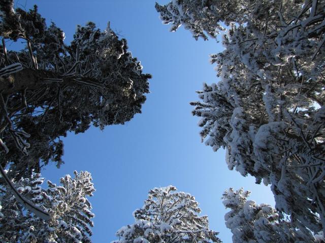 soviel Schnee auf den Tannen sieht man nicht oft