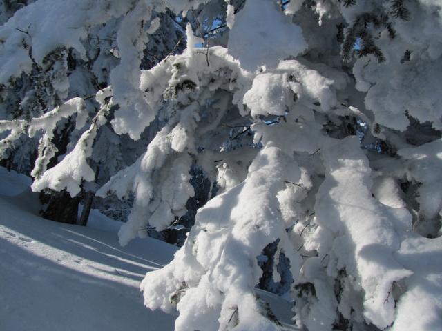 der Schnee hat die Bäume fest im Griff