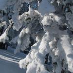 der Schnee hat die Bäume fest im Griff