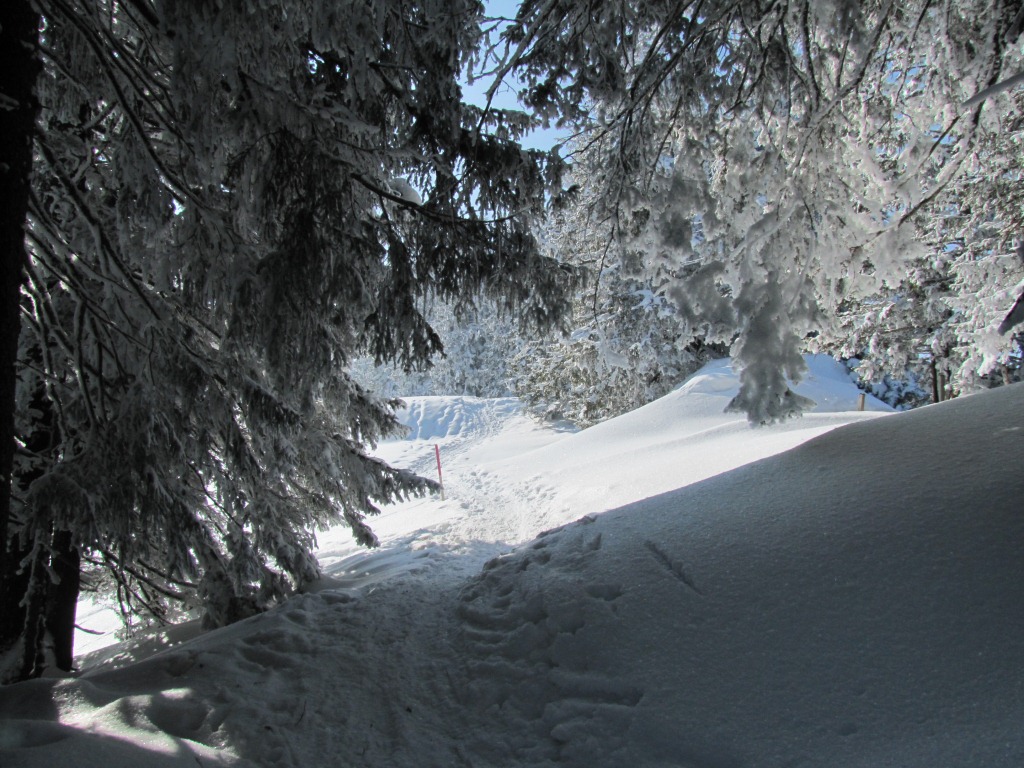 zwischendurch verläuft der Weg durch einen Wald
