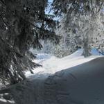 zwischendurch verläuft der Weg durch einen Wald