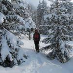 wieder führte uns der Weg durch Wälder die vom Schnee fast zugedeckt waren