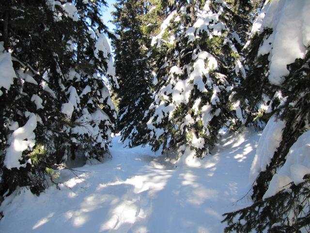 durch tief verschneiten Wald bei Rossgrueben ziehen wir unsere Spuren