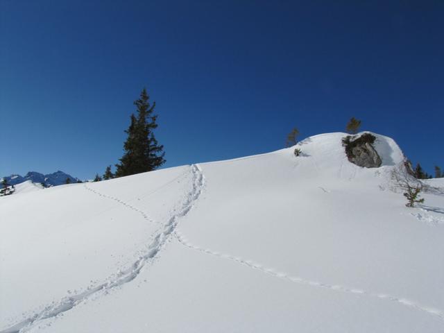 Franco's Spur kreuzt eine Wildspur