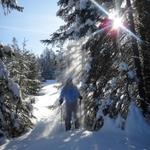 bei Erlenblätz geht es durch den Wald