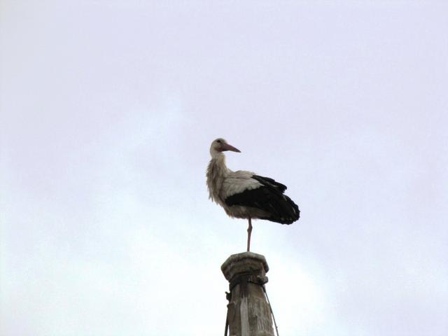 dieser Storch hat sich ein guter Aussichtspunkt ausgesucht