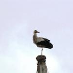 dieser Storch hat sich ein guter Aussichtspunkt ausgesucht