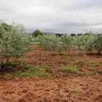 Olivenbäume säumen den Weg