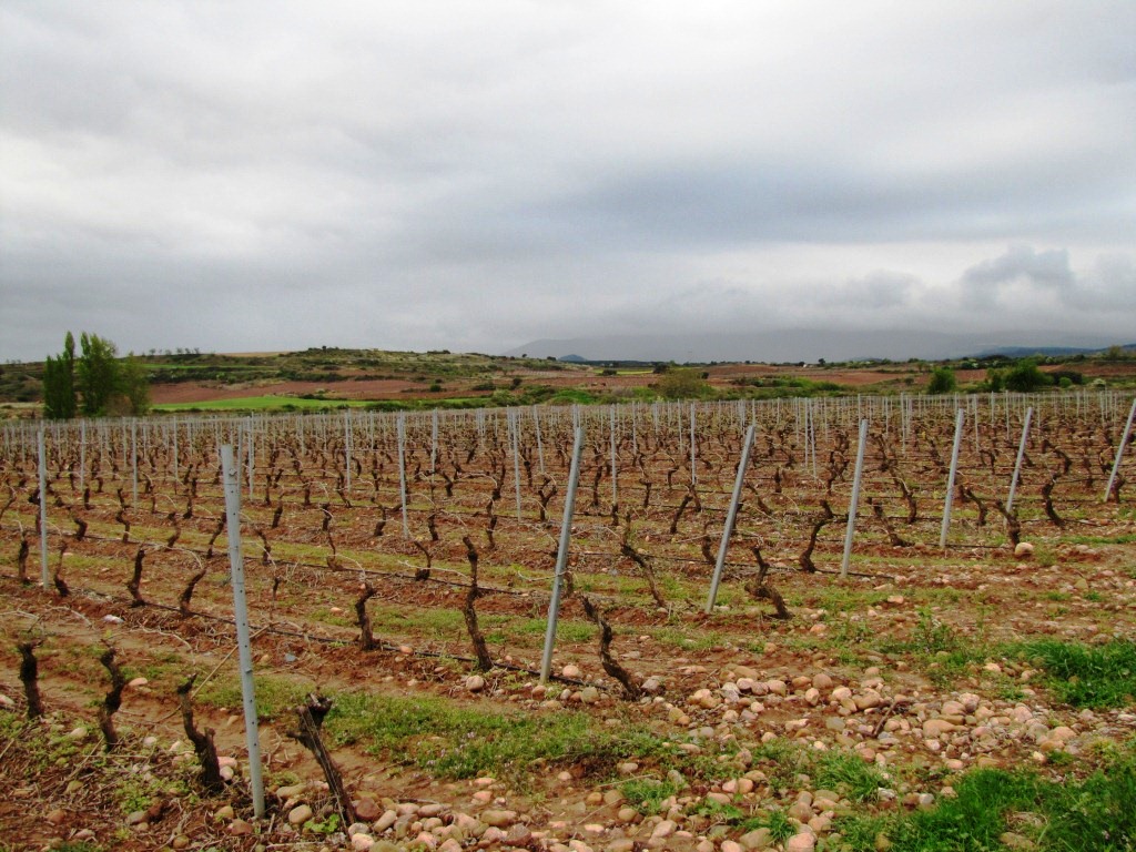 wir sind nun im Herzen des Rioja Gebiet