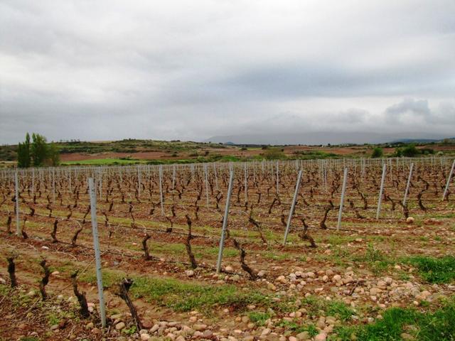 wir sind nun im Herzen des Rioja Gebiet