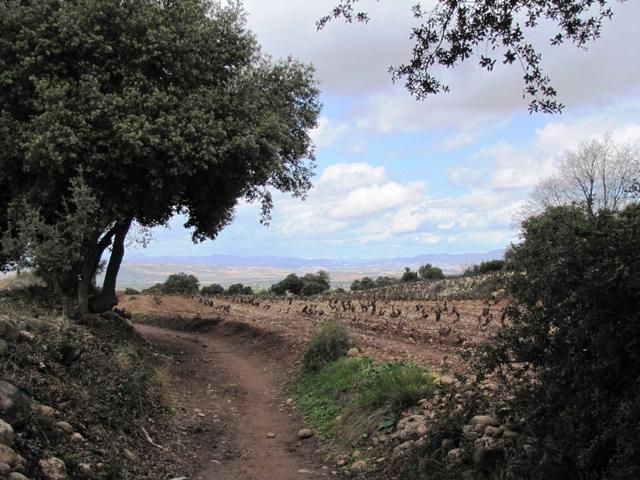 wir haben den Alto de San Antón 668 m erreicht. Nun geht alles leicht abwärts bis nach Nájera