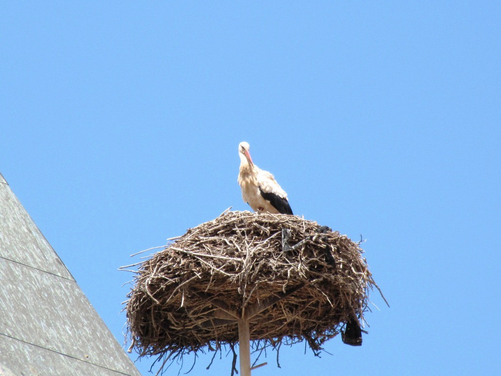 ein Storchennest mit Storch. So schön