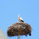 ein Storchennest mit Storch. So schön