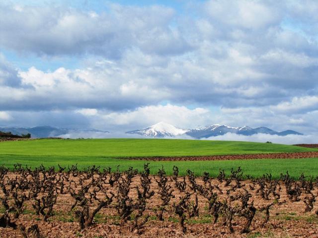 was für ein Farbenspiel. Braune Rebstöcke, grüne Weizenfelder und das schneebedeckte Gebirge der Sierra de la Demanda