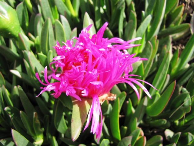 eine schöne Blume am Wegesrand