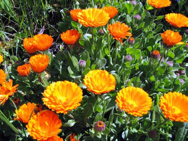 schöne Ringelblumen am Wegesrand