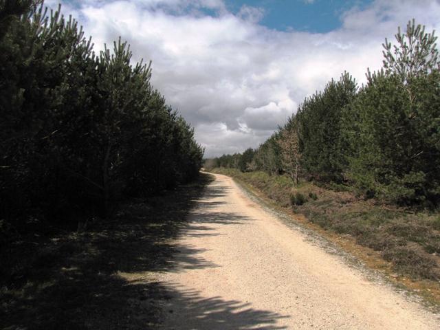 auf dem Weg zum höchsten Punkt vom Camino bei den Montes de Oca