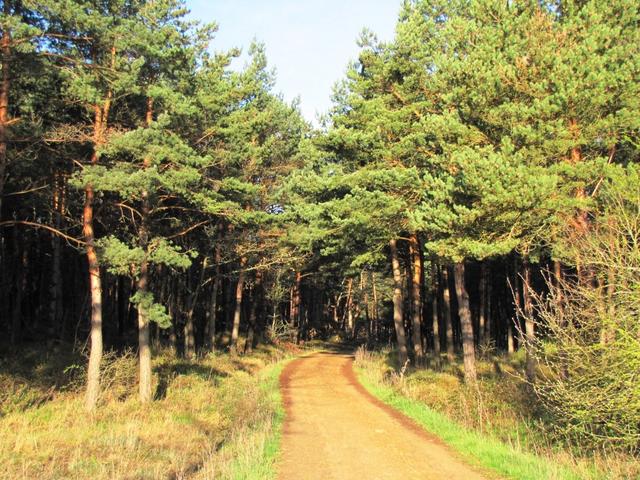 kurz nach San Juan de Ortega taucht der Camino wieder im Wald hinein