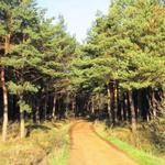 kurz nach San Juan de Ortega taucht der Camino wieder im Wald hinein