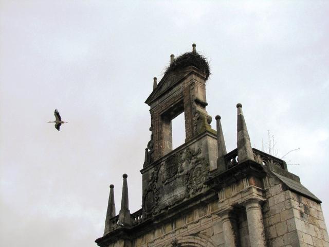 praktisch auf jedem Kirchturm haben Störche ihre Nester gebaut