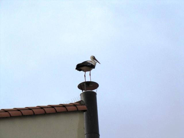 dort oben sollte der Storch kein Nest bauen