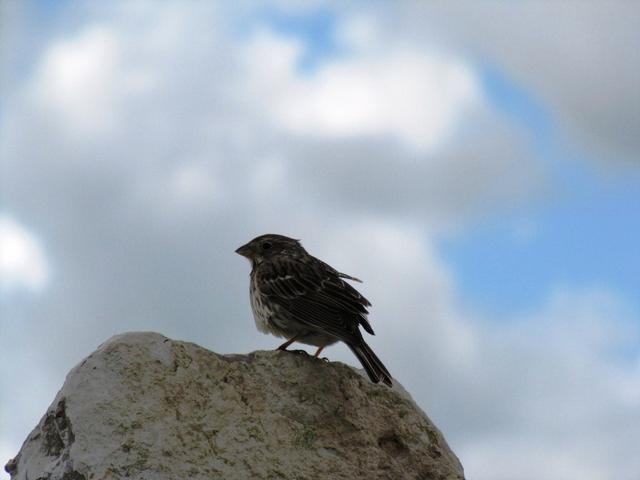 die spanischen Vögel, lassen sich nicht gerne Fotografieren. Hier gelang es uns ein Spatz zu Fotografieren