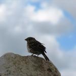 die spanischen Vögel, lassen sich nicht gerne Fotografieren. Hier gelang es uns ein Spatz zu Fotografieren