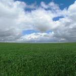 Weizenfelder soweit das Auge reicht