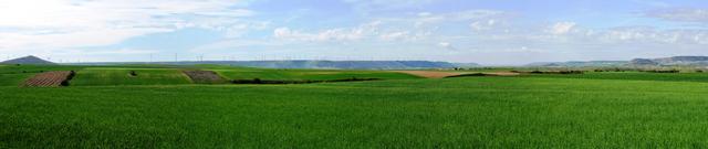 Breitbildfoto mit endlosen Blick über die Weizenfelder