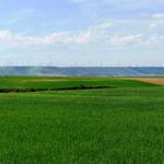 Breitbildfoto mit endlosen Blick über die Weizenfelder