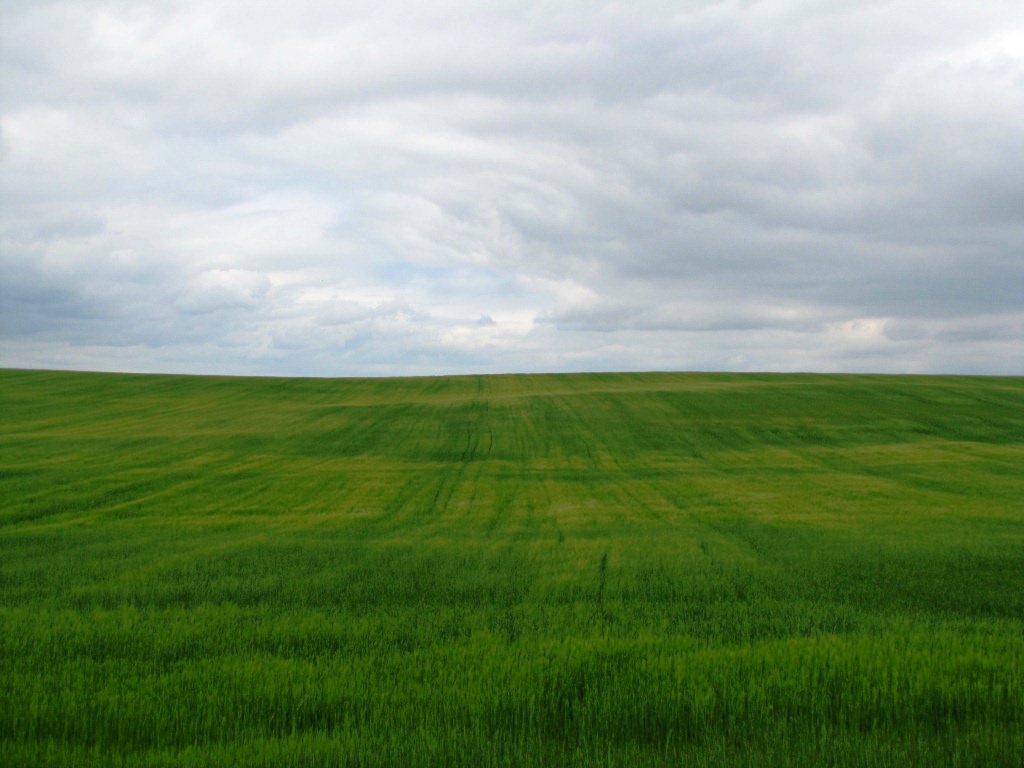 Weizenfelder so weit das Auge reicht