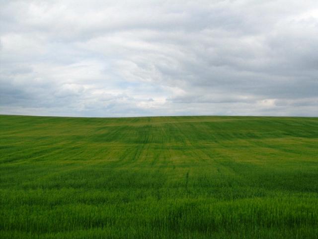 Weizenfelder so weit das Auge reicht