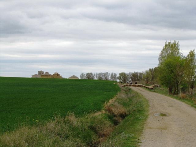 kurz vor Boadilla del Camino versperrt uns eine Schafherde den Weg